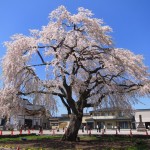 [桜名所]法亀寺の一本しだれ桜と松前藩戸切地陣屋の桜の写真を一挙掲載No.2
